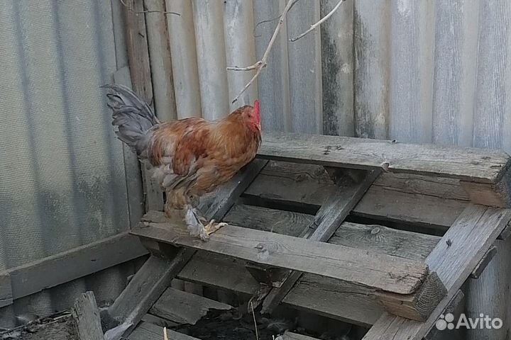 Продаю петухов