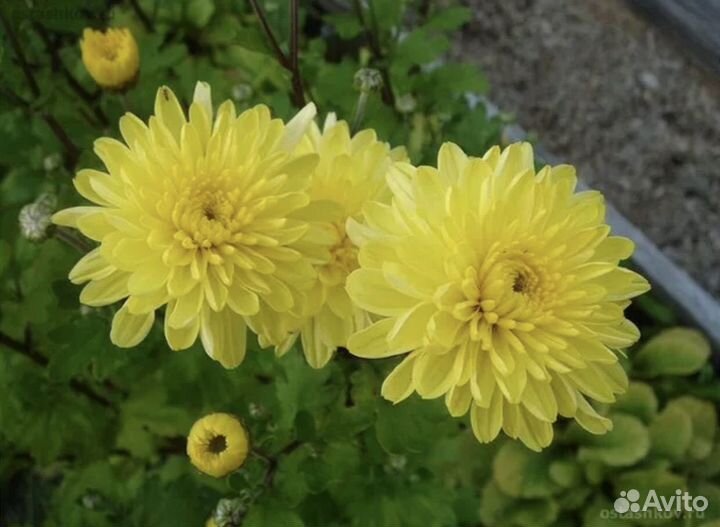 Дубки бардовый, розовый, желтый