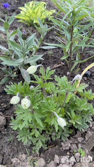 Примула, Анемона