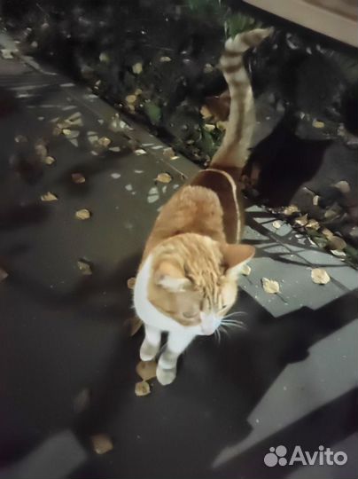 Спасите кошечку с улицы