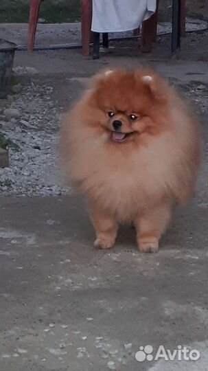 Немецкий шпиц вязка