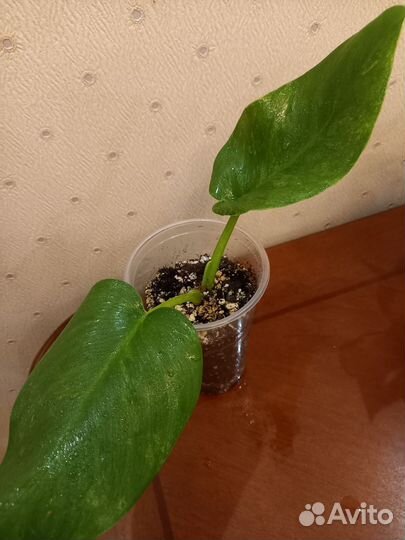 Филодундрон Гигантум, Вайт Кнайт, Хойя