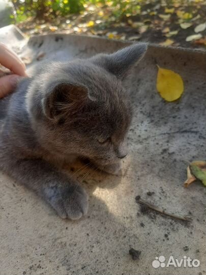 Котёнок в добрые руки