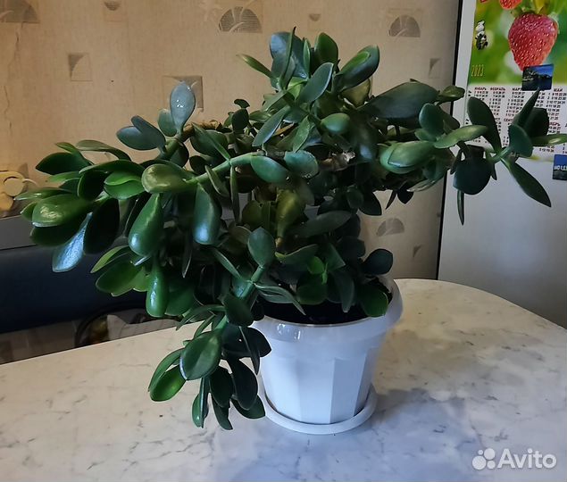 Крассула толстянка