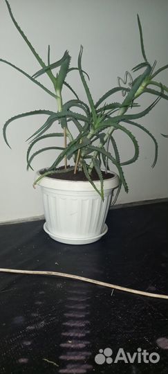 Алоэ столетник 4 года
