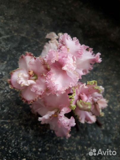 Фиалки продаю