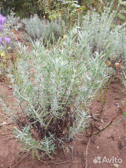 Рассада многолетних цветов