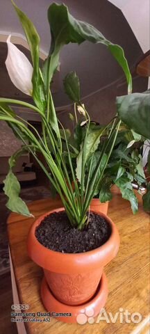 Спатифиллум