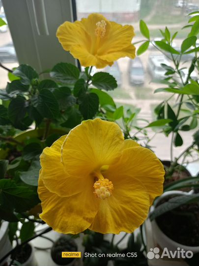 Гибискус жёлтый