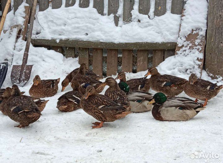 Утки подсадные