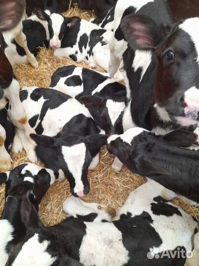 Телята телочки бычки доставка до двора