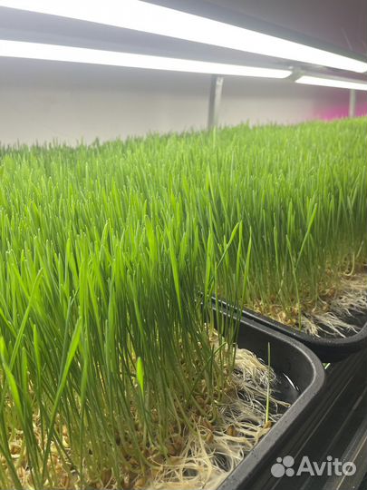 Витграсс сок из ростков пшеницы