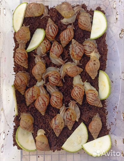 Улитки ахатины