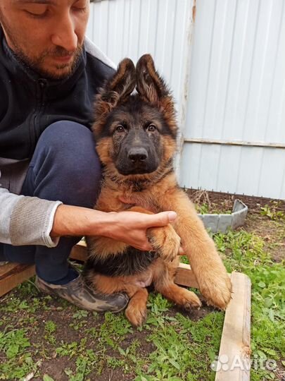 Щенки немецкой овчарки доставка по россии