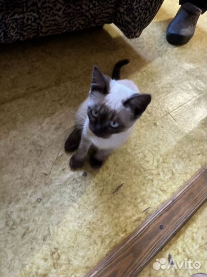 Котята девочка