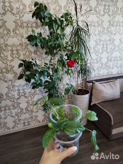 Черенки гибискуса