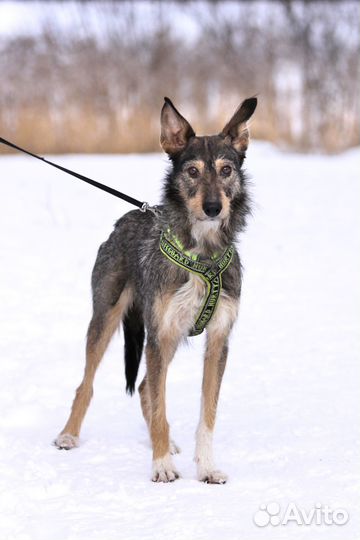 Спасённая собака молодая девочка ищет дом
