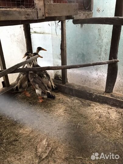 Утки индийский бегунок