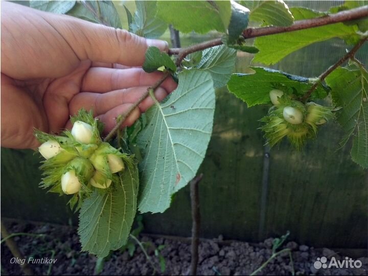 Саженцы лещины и зимостойких фундуков