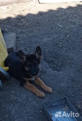 Немецкая овчарка