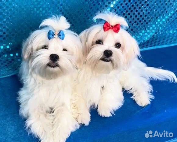 Мальтийская болонка щенки РКФ. Мальтезе