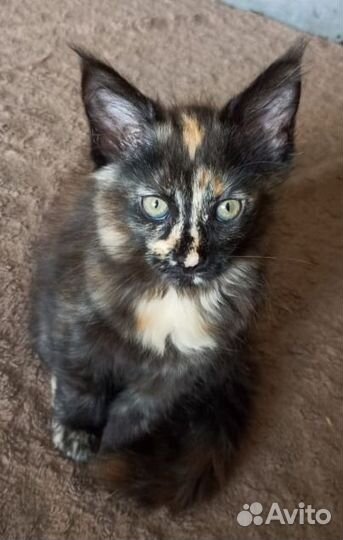 Котенок мейн-кун девочка