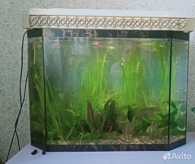 Водоросли для аквариума