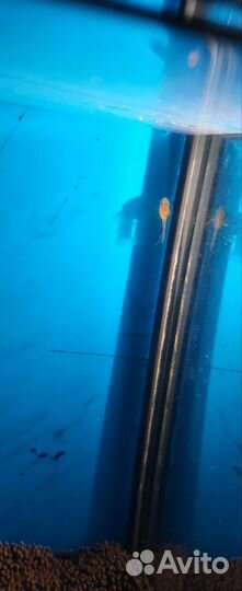 Сомики анциструсы