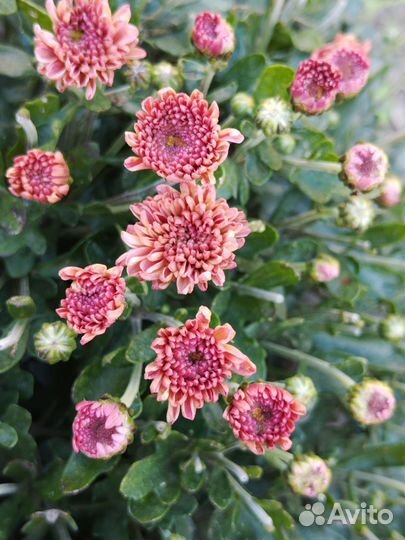 Хризантемы мультифлора