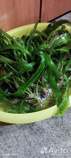 Аквариумное растение