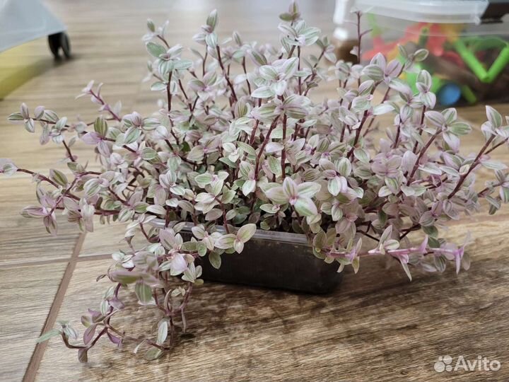 Традесканция коллизия