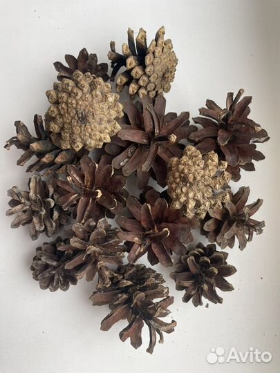 Шишки сосновые для поделок