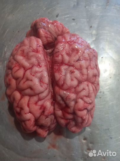 Мясо говядина для собак