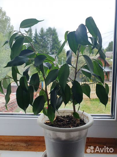 Фикус бенджамина