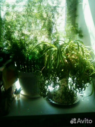 Хлорофитум хохлатый