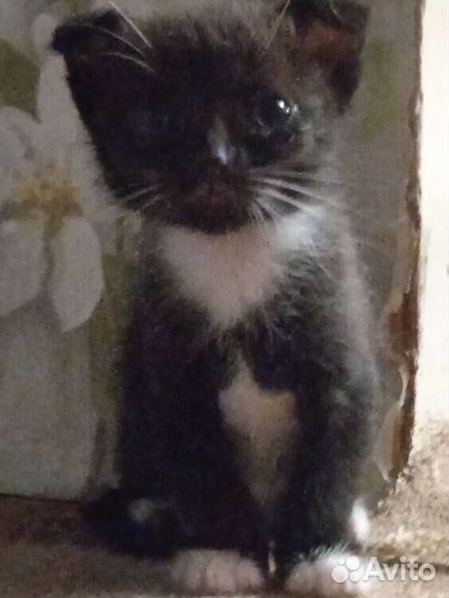 Вислоухие котята