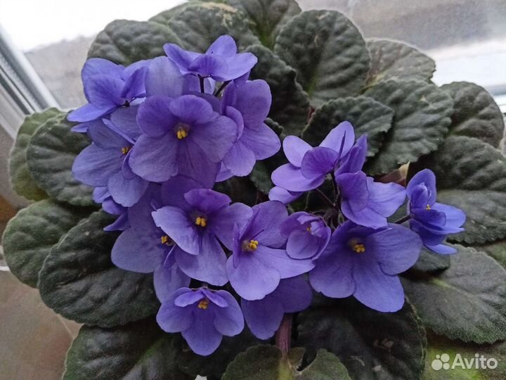 Фиалка синяя листа