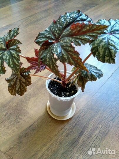 Бегония королевская