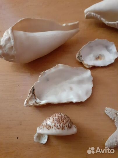 Морские раковины 20-22см, ракушки, морская звезда