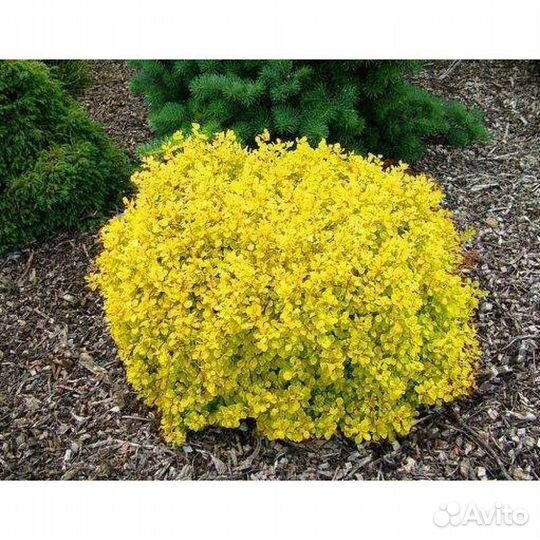 Саженцы барбариса красного и желтого