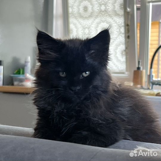 Котята мейн-кун