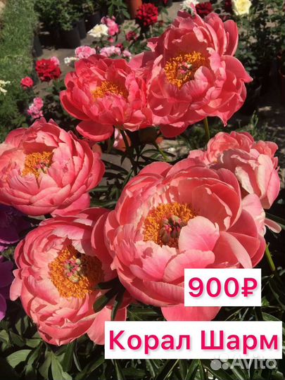 Пионы саженцы