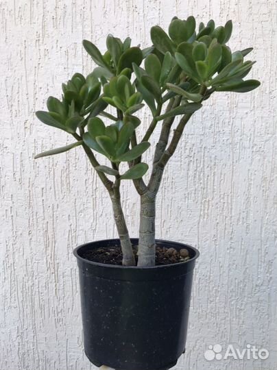 Красула толстянка