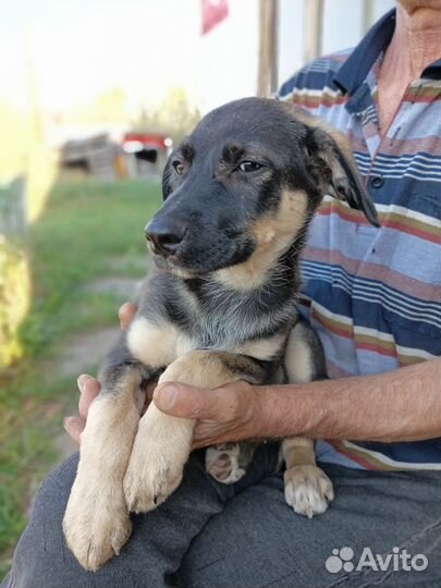 Собака подозревака ищет дом, щенок мальчик