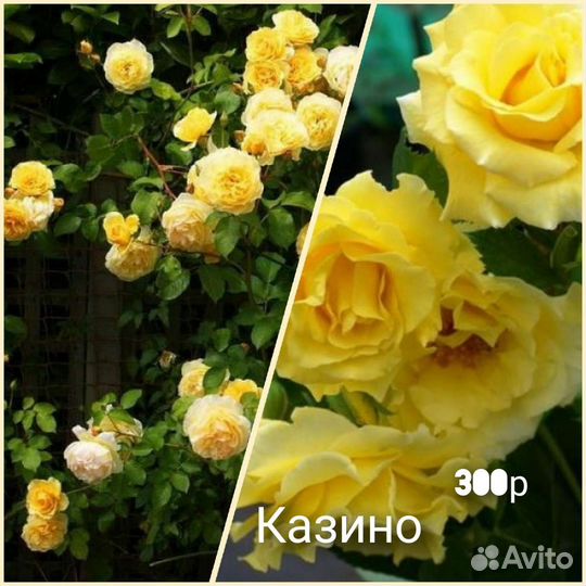 Продаю на месте и почтой саженцы роз - плетистые