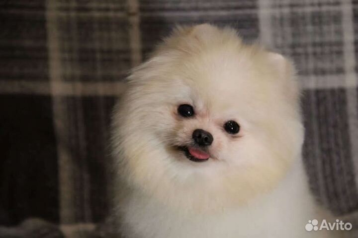 Микро кобель на вязку айс крем