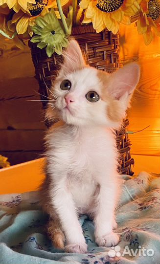 Котята мальчик и девочка