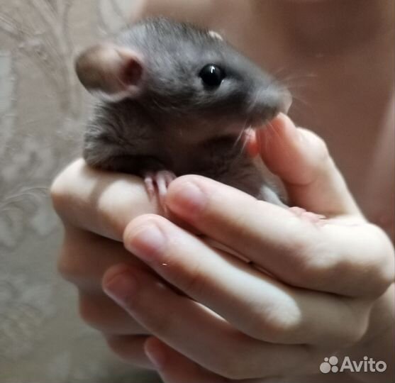 Крыса дамбо