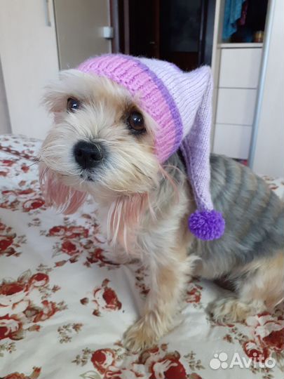 Шапочки для собак