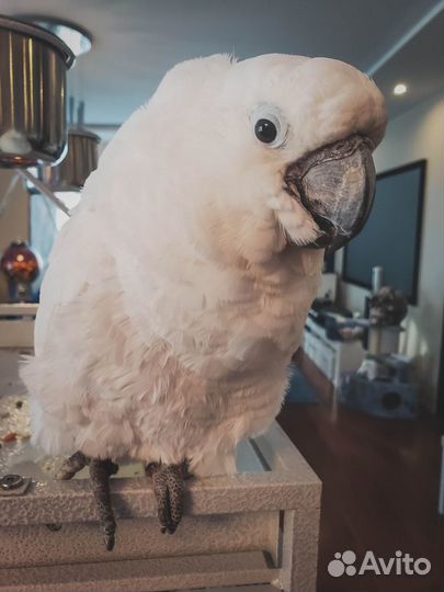 Орнитолог с выездом на дом по Москве и Подмосковью